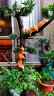 鸿日光辉园林摆件户外花园庭院装饰仿真爬树小松鼠摆件创意工艺品树脂动物 款1松鼠 实拍图