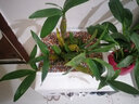 蓓莅鼓槌石斛 观赏盆 黄花卉绿植盆栽观赏鲜条棒槌石斛兰附生吊兰花 鼓槌石斛木车车盆已种活 裸根不带土 实拍图