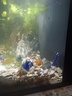 老漁匠硝化细菌鱼缸水族箱除氯气清澈稳定净水剂分解鱼便粪便消化菌用品 硝化细菌培养液 250ml 实拍图