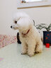 SLPC狗牌定制身份牌小型犬泰迪博美挂牌项圈铃铛刻字猫吊牌防走失饰品 红色民族风+名牌 S-小型（3到20斤可用） 实拍图