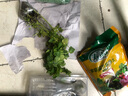 寿禾 香草苗大全薄荷苗盆栽带土可食用秧苗冬春季四季观赏绿植薄荷叶 留兰香薄荷苗套餐 实拍图