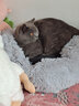 坏小宠网红猫窝冬季保暖四季通用狗窝猫屋猫床凉席夏季狗窝小型犬幼犬狗 浅灰色M号（8斤猫咪/5斤狗狗） 实拍图