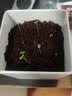 IAM City Farmer紫罗兰DIY植物种植趣味盆栽室内种植好种开学季中秋节礼物10093 实拍图
