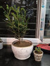 清香胡椒木绿植5年大苗四季长青会发出清香的植物清香木防蚊虫驱蚊草花卉室内客厅办公室桌面绿植不含盆 三年苗 实拍图