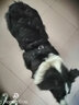 驭兽 狗绳柯基柴犬法斗金毛胸背带牵引绳中小型犬遛狗绳狗链 黑色 L号(建议40-60斤 ) 实拍图