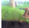 正楷水草种子鱼缸水草生态缸水草水培植物种子大对叶种子造景水草鱼缸 大牛毛种子 实拍图