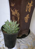 若绿真便宜多肉好养老桩绿植花卉小苗肉肉花植物小盆栽清棚 乙女心 不含盆 实拍图