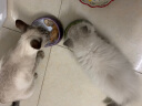 多格漫日本和风水晶猫狗碗喂食器防滑宠物饭碗水碗 茶绿色 猫用 实拍图