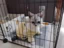 【空运 次日达】44l猫腹传针剂油剂干性湿性腹水腹膜炎可口服片剂 新款加强【10送2】20mg 6ml*12支 实拍图