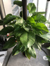 叹为观止大型独杆发财树庆典乔迁盆景绿植办公室盆栽客厅大型植物 小叶绿萝1.2-1.4米 含盆 实拍图