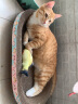 超大猫窝猫抓板一体耐磨不易掉屑猫咪窝磨爪耐抓保护沙发防猫抓圆形猫爪盆猫玩具 超特大号+六件套椭圆57*40 实拍图