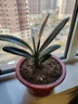 精品君子兰盆栽小苗室内花卉植物好养君子兰花苗绿萝绿植花卉办公室盆栽植物带土发货芗苒 金冠君子兰6-8片叶带土发货 带育苗盆发货 实拍图