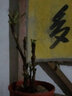 涵山菏泽观赏牡丹花苗盆栽庭院花卉洛阳牡丹树苗室内外阳台重瓣大花 11金阁 2到3分支 实拍图