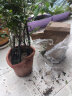 欧芽小叶紫檀盆景树苗紫檀树桩室内阳台盆栽花卉绿植植物z6 实拍图
