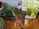 叹为观止空气凤梨鲁布拉无土植物桌面绿植盆栽办公室内花卉 套餐一 含盆 实拍图