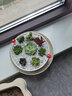简诗多肉植物带盆绿植花卉盆栽组合套餐办公室多肉diy创意微景观盆景 10颗多肉随机+陶瓷白盆 实拍图