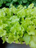 寿禾 生菜种子四季播紫色夏秋蔬菜莱种紫叶家庭种寿光菜籽叶菜种籽 大速生生菜种子 10g 实拍图
