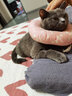 宠六一 猫咪玩具球 逗猫球 静音弹性涤纶毛绒球 解闷自嗨 毛球 猫猫 绒毛球 直径3cm 马卡龙混色30个 实拍图
