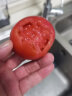 沙柳村（SHALIuCun）【沙柳村】草莓西红柿生吃水果番茄5斤草莓柿子沙瓤水果西红柿 红宝柿（净重5斤/箱） 晒单实拍图