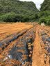 皓鑫农用地膜白地膜 反光膜 塑料薄膜 除草膜果园除草地膜 草莓膜   黑色地膜加厚1丝 宽1.5米5斤 实拍图