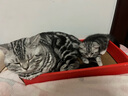 普安特猫咪情绪安抚精油项圈外出应激狗狗舒缓情绪抓咬乱尿35cm灰色 实拍图