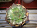 若绿真便宜多肉好养老桩绿植花卉小苗肉肉花植物小盆栽清棚 乙女心 不含盆 实拍图