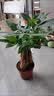 行湘荷花竹盆栽水培绿植盆栽观叶植物 荷花竹5棵+菱形陶瓷盆 源头直发 实拍图