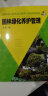 园林绿化养护管理 园林绿化技术培训用书 园林植物繁育种 园林绿化技术培训用书 植物养护技巧书 园林花树木护理 花鸟园林养护 晒单实拍图