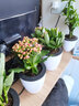家中有果长寿花重瓣花卉盆栽四季观花植物 四季开花盆栽带花苞发货 实拍图