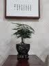 文竹盆景植物 室内绿色盆栽桌面观叶花卉绿植 大文竹5年苗【2盆】 不含盆 实拍图