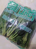 有机菠菜1斤装有机认证新鲜蔬菜食材汇之星 自然生长无激素无农残 500g 实拍图