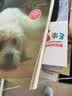 狗狗心事系列（套装1-5册） 实拍图