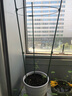 柯必达 爬藤架花架 植物攀爬架铁艺架子月季铁线莲花架爬藤花支架 伸缩型 高75cm(3杆3圈) 实拍图