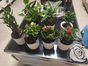 盆栽室内净化空气桌面植物花卉 富贵竹+发财树+栀子花+铁海棠+长寿花+绿萝(竖纹 含盆 实拍图