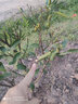 绿先枫橙子树苗  嫁接苗南方种植地栽当年结果  嫁接血橙树苗 赣南脐橙 6年苗（多分枝) 实拍图