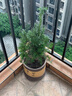 曼地亚红豆杉树苗盆栽盆景绿星名贵树盆景结果公母庭院客厅北植物 4年公树盆景不含盆 实拍图