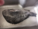 御泸鲜湘 4-5斤1条特大海参斑鱼 海参鱼天然海捕肉质香醇大石斑鱼批发送礼 4斤-5斤(一条装)特大鱼 已去内脏 实拍图