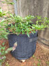 Bloombagz灰色中大号种树袋透气美植袋控根双提手大花盆果树种植袋10加仑 晒单实拍图