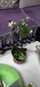 御春阁 龙吐珠 花苗四季花苗白花红芯阳台庭院花卉麒麟盆栽爬藤灯笼红花 龙吐珠带原盆原土发货 实拍图