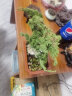 杏花天 营养土通用型  多肉植物 绿植盆栽 蔬菜花卉种植土 100g 实拍图