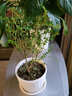 欧芽清香胡椒木植物办公室桌面绿植花卉 盆栽室内客厅 清香木2年苗【原盆】 含盆 实拍图