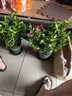 清香胡椒木绿植5年大苗四季长青会发出清香的植物清香木防蚊虫驱蚊草花卉室内客厅办公室桌面绿植不含盆 四年苗 实拍图