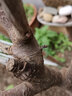 车厘子树苗樱桃树苗南方北方种植盆栽庭院果树矮化樱桃树大樱桃苗 8年大苗（丰产苗）品种备注 实拍图