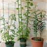 生长魔励植物爬藤花架阳台花盆攀爬支柱花卉固定支撑防倒蟹爪兰铁线莲支架 3圆环支柱-45cm（2个起发货） 实拍图