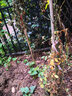 誉满园蔷薇花苗藤本月季大花庭院花园爬墙攀援爬藤植物阳台玫瑰花卉盆栽 玛格丽特王妃 大苗1-1.3米高 不含盆 实拍图
