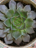 若绿真便宜多肉好养老桩绿植花卉小苗肉肉花植物小盆栽清棚 乙女心 不含盆 实拍图