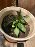 寿禾 广西七彩辣椒种子六彩观赏泡椒辣椒五彩盆栽夏秋季蔬菜菜籽 七彩小尖椒种子100粒 实拍图