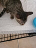 慕熙猫草磨牙棒零食冻干鸡肉宠物猫咪食物去毛球温和排毛即食不吃可退 10根（升级款富含维C维E） 实拍图