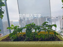 寿禾 盆栽矮生小番茄种子小西红柿食用秋冬季播种家庭阳台种蔬菜 （口感）坂田粉鸟种子10粒x3包 实拍图