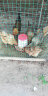 耐尔尼 大号鸡料桶 鸡料槽食槽 鸡料筒小鸡喂食器 鸡鸭鹅鸽槽养鸡饲料桶 新型网格（约12斤） 实拍图